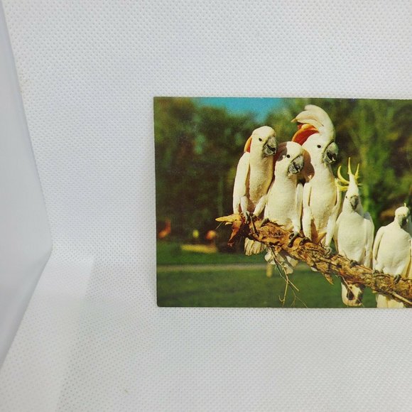 Gulf Stream Card Cockatoos At Hialeah Park Florida Miami Bird Postcard Animal - Picture 2 of 12